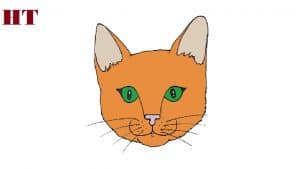 How to draw a face cat for beginners