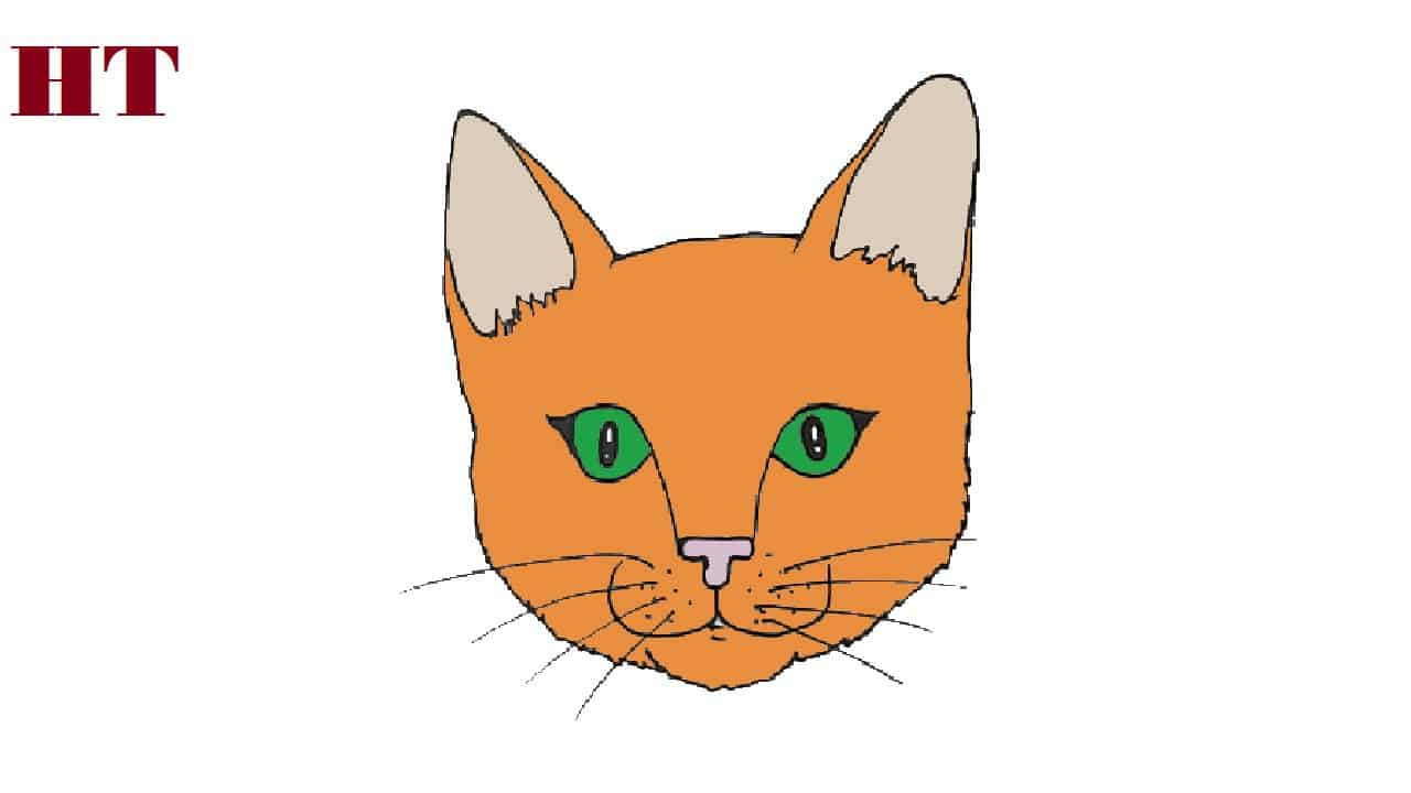 How to draw a cat face easy for beginners