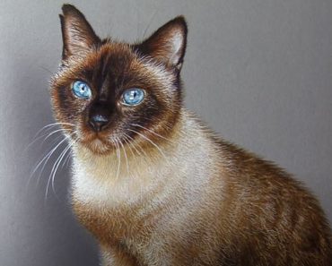 How to draw a realistic cat by pencil