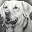 How to draw a realistic dog step by step
