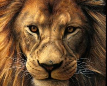 How to draw a realistic lion face step by step