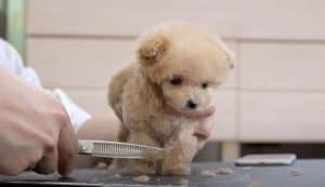 Puppies are very small, the first way trimmed 3 months old