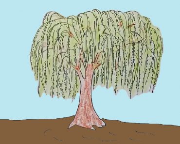 How to draw a willow tree for beginners