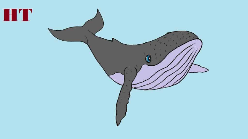 how to draw a humpback whale