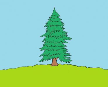 How to draw a pine tree step by step