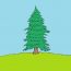 How to draw a pine tree step by step