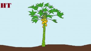 papaya tree drawing