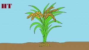 how to draw rice plant