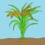 How to draw rice plant step by step
