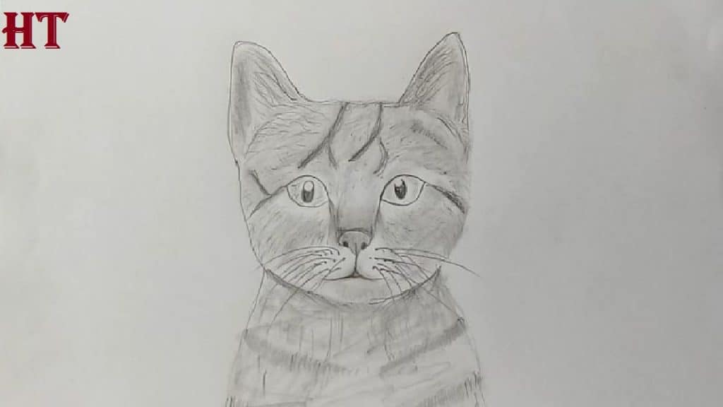 How to draw a cat by pencil step by step
