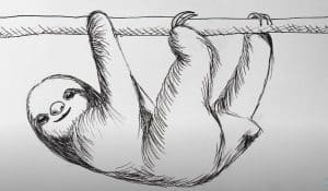 How To Draw A Sloth