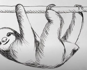 How To Draw A Sloth step by step