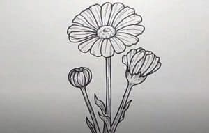 How to Draw a Daisy Flower