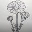 How to draw a daisy flower step by step | Flower drawing for beginners
