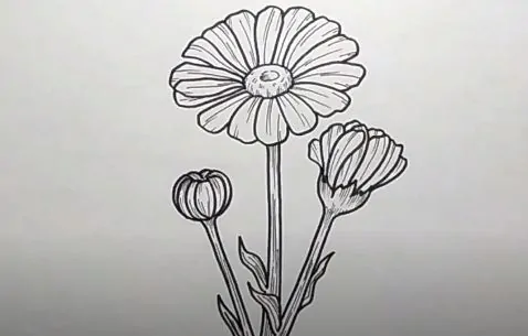 How to Draw a Daisy Flower