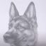 How to Draw a German Shepherd (Head Detail) | Dog pencil drawing tutorial
