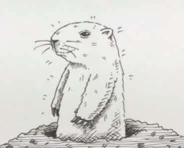 How to Draw a Groundhog step by step