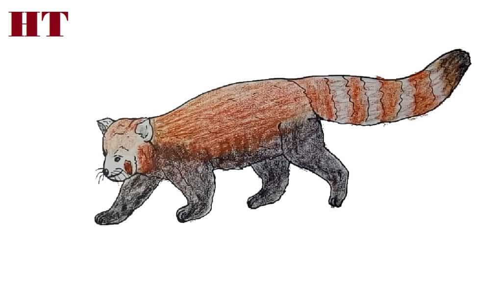 How to Draw a Red Panda step by step
