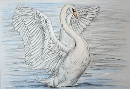 How to Draw a Swan easy for beginners