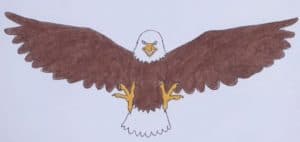 How to draw a bald eagle step by step