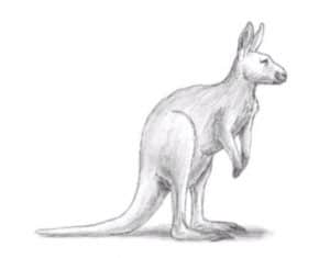 Kangaroo drawing with pencil for beginners