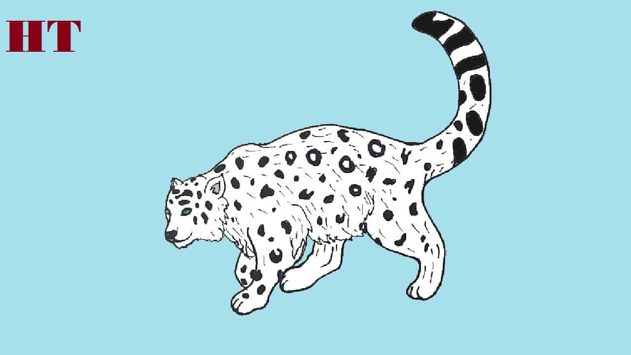 How to draw a snow leopard step by step - Easy Drawing Tutorial