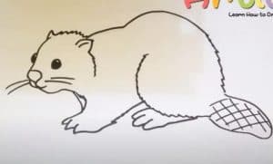 How to Draw a Beaver step by step
