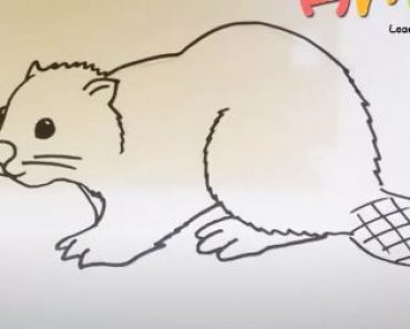 How to Draw a Beaver step by step