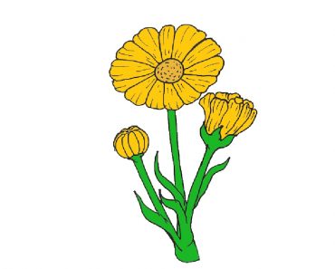 How to Draw a Daisy Flower for beginners