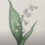 How to Draw a Lily of the Valley step by step