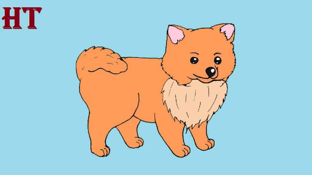 How to Draw a Pomeranian