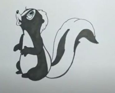 How to Draw a Skunk step by step