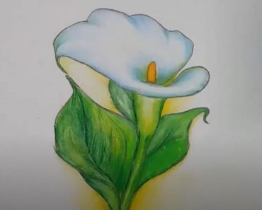How to draw a Calla Lily Flower step by step