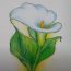How to draw a Calla Lily Flower step by step