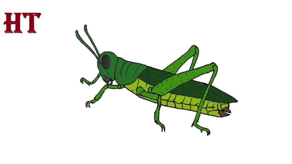 How to draw a grasshopper