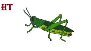 How to draw a grasshopper