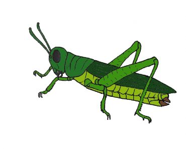 How to draw a grasshopper easy for beginners