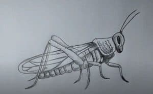How to draw a grasshopper step by step for beginners