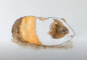 How to draw a guinea pig step by step for beginners