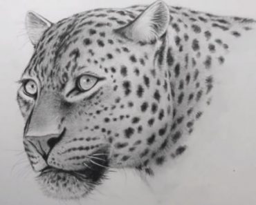 How to draw a leopard face for beginners || Pencil sketch