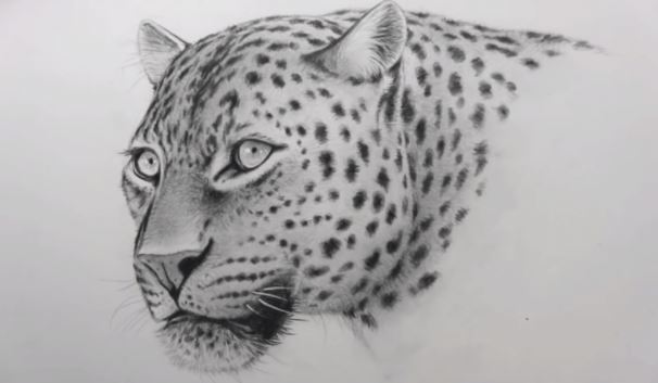 How to draw a leopard face for beginners - How to draw step by step