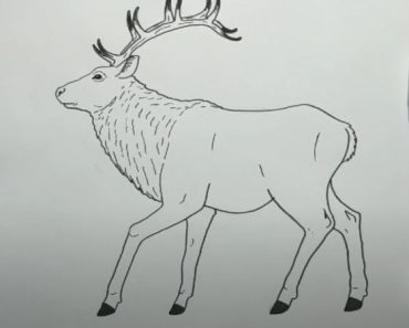 How to draw an Elk step by step