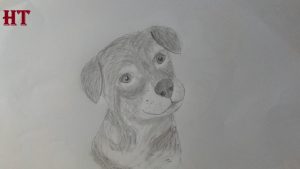 How to draw a dog with pencil