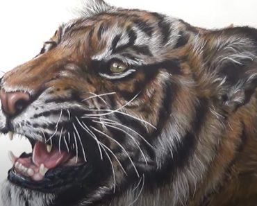 Realistic tiger drawing step by step | Pencil drawing tutorial