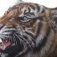 Realistic tiger drawing step by step | Pencil drawing tutorial