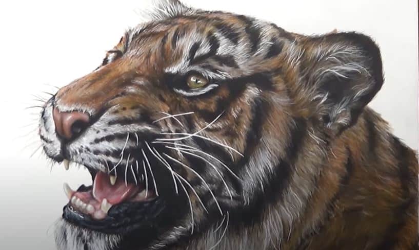 tiger dragon sketch
