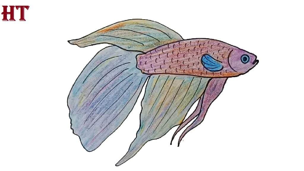 How to draw a betta fish easy for beginners