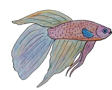 How to draw a betta fish easy for beginners
