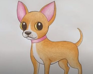 How to draw a Chihuahua step by step | Dog drawing easy