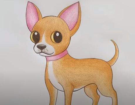 How To Draw A Chihuahua Step By Step Dog Drawing Easy